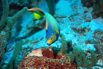 Queen angelfish (Holacanthus ciliaris) Bonaire,  Caribbean