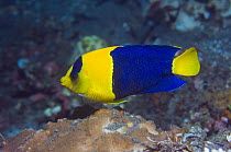 Bicolor angelfish (Centropyge bicolor). Bunaken NP, North Sulawesi, Indonesia