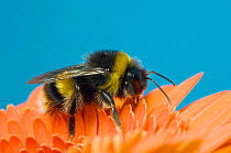 Buff-tailed bumblebee (Bombus terrestris) UK