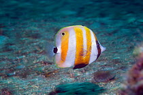 Orange-banded coralfish (Coradion chrysozonus)Lembeh Strait, North Sulawesi, Indonesia.