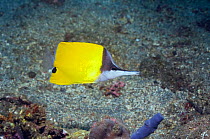 Long-nosed butterflyfish (Forcipiger flavissimus)Lembeh Strait, North Sulawesi, Indonesia