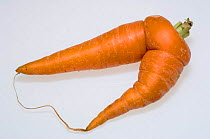 Malformed Carrot {Daucus carota} Supermarket reject. Carrots have to conform to a standard size and shape.