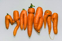 Malformed Carrots {Daucus carota} Supermarket rejects. Carrots have to conform to a standard size and shape.