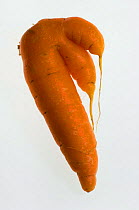 Malformed Carrot {Daucus carota} Supermarket reject. Carrots have to conform to a standard size and shape.