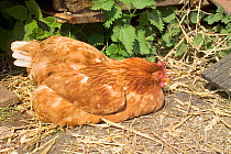 Domestic chicken sitting {Gallus gallus domesticus} UK