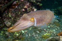 Broadclub cuttlefish (Sepia latimanus) Lembeh Strait, North Sulawesi, Indonesia
