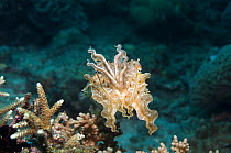 Broadclub cuttlefish (Sepia latimanus) displaying, Lembeh Strait, North Sulawesi, Indonesia