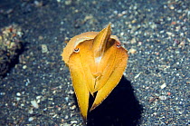 Broadclub cuttlefish (Sepia latimanus) coloured yellow with tentacle pointing up,  Lembeh Strait, North Sulawesi, Indonesia