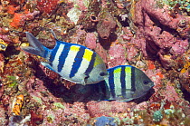 Scissor-tail sergeant (Abudefduf sexfasciatus) pair spawning on coral rocks. Lembeh Strait, North Sulawesi, Indonesia