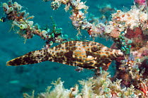 Longtail / Scribbled filefish (Aluterus scriptus) Lembeh Strait, North Sulawesi, Indonesia