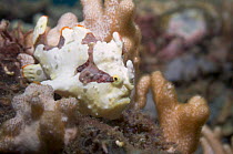 Painted frogfish (Antennarius pictus) juvenile with white skin colour, Lembeh Strait, North Sulawesi, Indonesia