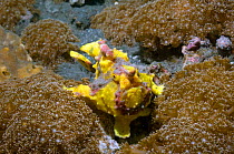 Painted anglerfish (Antennarius pictus) with yellow skin colour, Lembeh Strait, North Sulawesi, Indonesia.