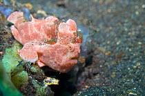 Painted anglerfish (Antennarius pictus) with pink skin colour, Lembeh Strait, North Sulawesi, Indonesia.