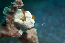 Painted anglerfish (Antennarius pictus) with white skin colour, Lembeh Strait, North Sulawesi, Indonesia.
