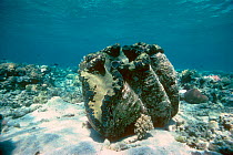 Giant clam (Tridacna gigas) largest species of bivalve in the world. Great Barrier Reef, Australia.