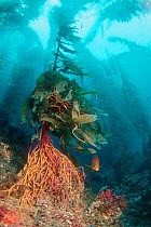 Giant kelp holdfast (Macrocystis pyrifera) California, USA.
