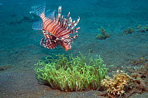 Lionfish (Pterois volitans) hunting over anemone. Lembeh Strait, North Sulawesi, Indonesia