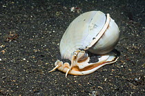 Grey bonnet / Helmet shell (Phalium glaucum). Lembeh Strait, North Sulawesi, Indonesia