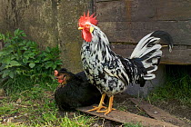 Domestic chicken {Gallus gallus domesticus} rooster and hen. UK