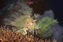 Merlet's scorpionfish (Rhinopias aphanes) Papua New Guinea.
