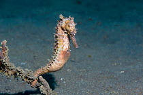 Seahorse (Hippocampus sp) Lembeh Strait, North Sulawesi, Indonesia