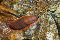 Great black / Large red slug (Arion ater) Various colour forms: orange-red commonest in south and in gardens while black form prevails in north and upland areas. UK