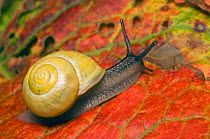White-lipped banded snail (Cepaea hortensis) Shell colour variable, can have brown spiral bands. UK