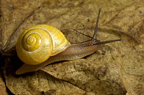 White-lipped banded snail (Cepaea hortensis) Shell colour variable, can have brown spiral bands. UK