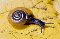 Cellar snail (Oxychilus cellarius) UK