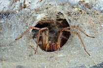 Common House spider (Tegenaria domestica) in funnel web. UK