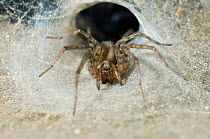 Common House spider (Tegenaria domestica) in funnel web. UK