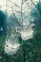 Web of Bowl and doily spider (Frontella pyramitela). Tennessee, USA.