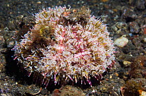 Flower sea urchin (Toxopneustes pileolus) decorated with debris to disguise its presence. Lembeh Strait, North Sulawesi, Indonesia