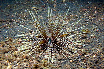 Calamari sea urchin (Echinothrix calamaris). Lembeh Strai, North Sulawesi, Indonesia