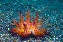 Adam's Urchin crabs (Zebrida adamsii), pair on a False fire urchin (Astropyga radiata). Lembeh Strait, North Sulawesi, Indonesia