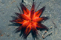 Radiant sea urchin / False fire urchin (Astropyga radiata) Lembeh Strait, North Sulawesi, Indonesia