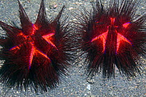 Radiant sea urchin / False fire urchin (Astropyga radiata) Lembeh Strait, North Sulawesi, Indonesia