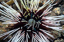 Calamari sea urchin (Echinothrix calamaris) Lembeh Strai, North Sulawesi, Indonesia