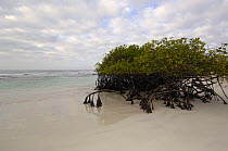 Red mangrove {Rhizophora mangle} colonising beach, Tortuga Bay, Santa Cruz Island, Galapagos Islands. 2006