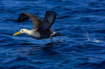 Waved albatross {Phoebastria / Diomedea irrorata} taking-off, Galapagos Islands.