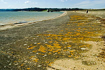 Exposed shore-line of reservoir with line of lichens indicating usual water depth, Bewl, Sussex, UK. Winter 2006