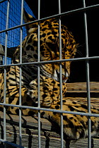 Jaguar (Panthera onca) captive, female