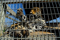 Jaguar (Panthera onca) captive female with foot through bar