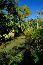 Juniper River - spring fed clear river, Ocala National Forest, Florida, USA