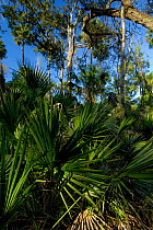 Ocala National Forest, Saw Palmetto (Serenoa repens) in foreground, Florida, USA