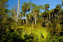 Ocala National Forest, Florida, USA. Saw Palmetto (Serenoa repens) in foreground, Cabbage Palm (Sabal palmetto) in background