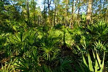 Ocala National Forest, Saw Palmetto (Serenoa repens) in foreground, Florida, USA