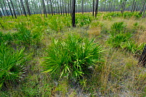 Saw Palmetto (Serenoa repens) and sandhill forest, Florida, USA