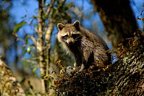 Raccoon (Procyon lotor) Florida, USA