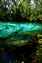 Fern Hammock Spring, Ocala National Forest, Florida, USA